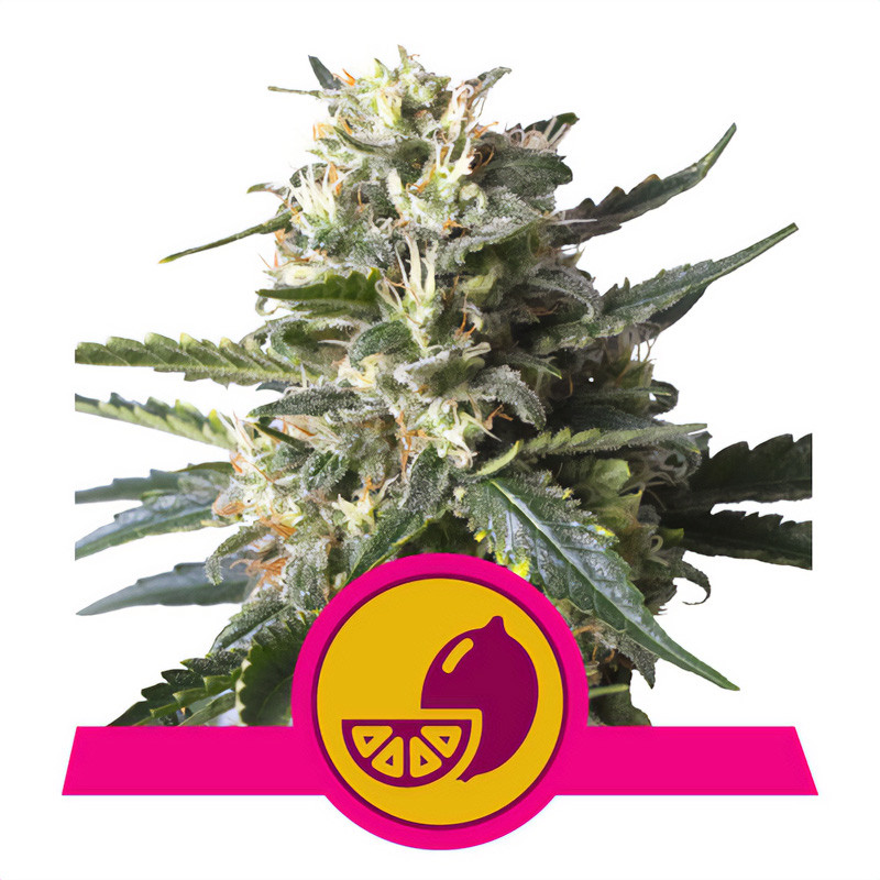 Lemon Shining Silver Haze - Royal Queen Seeds - feminisierte Samen