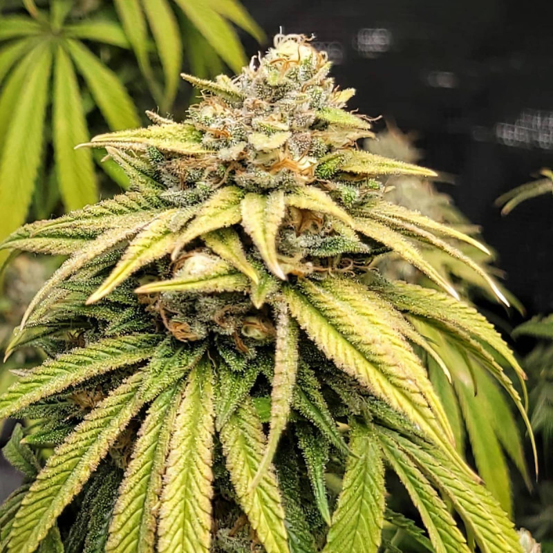 Lemonade Kush feminisierte Cannabissamen kaufen