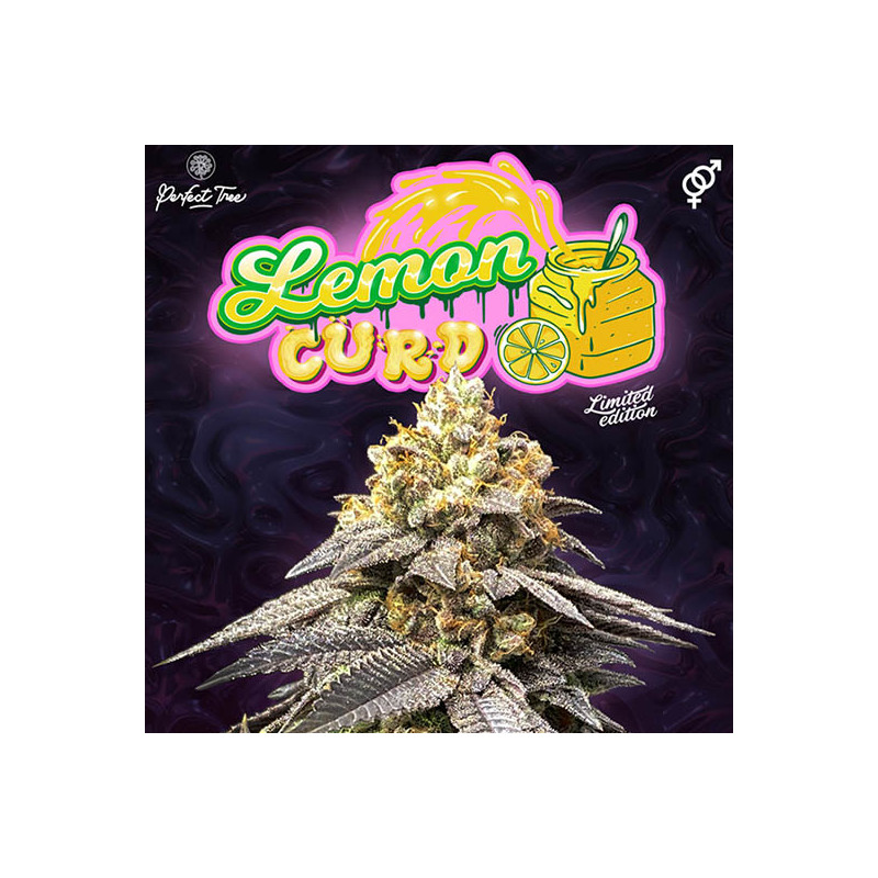 LemonCurd reguläre Cannabissamen, Ansicht 2
