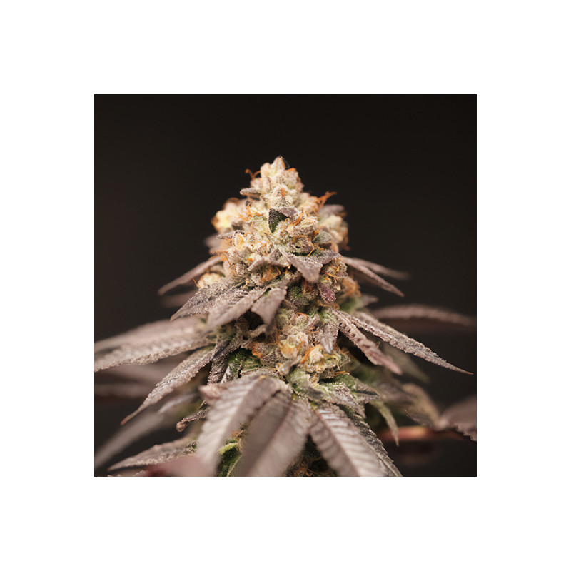 LemonCurd reguläre Cannabissamen, Ansicht 3