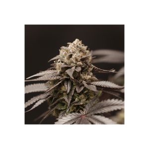 LemonCurd - Perfect Tree - reguläre Samen