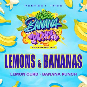 Lemons & Bananas - Perfect Tree - reguläre Samen
