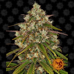 Liberty Haze - Barney's Farm - feminisierte Samen