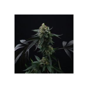Lime Ozz - Perfect Tree - feminisierte Samen