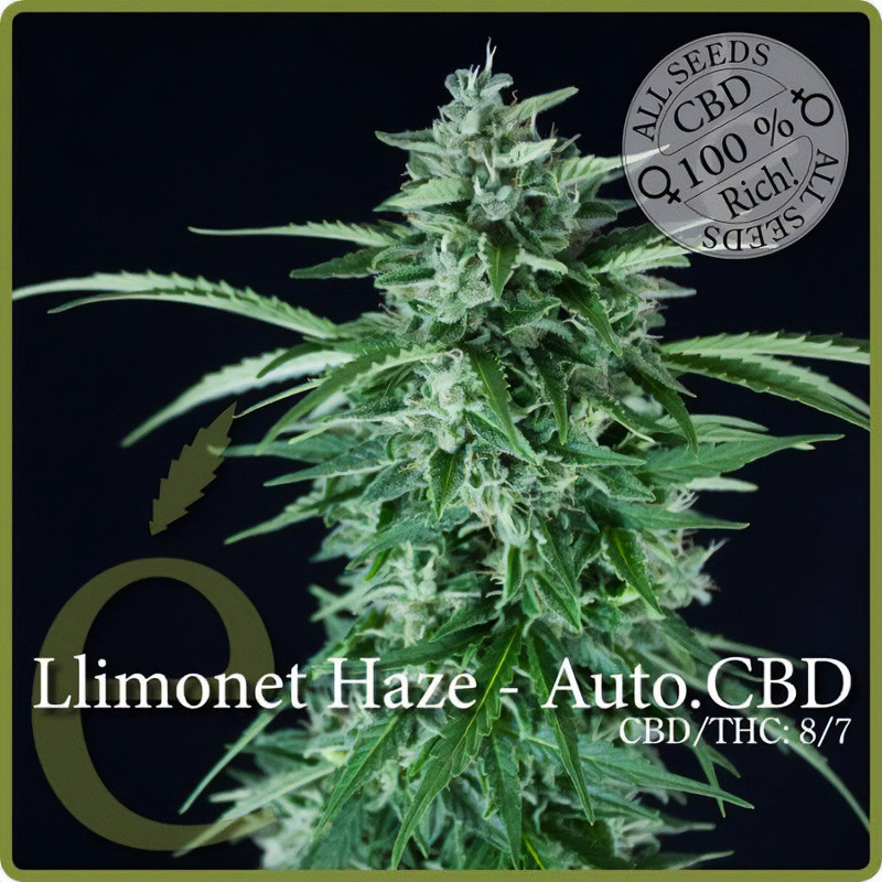 Llimonet Haze CBD Auto - Elite Seeds - Samen