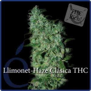 Llimonet Haze THC - Elite Seeds - feminisierte Samen
