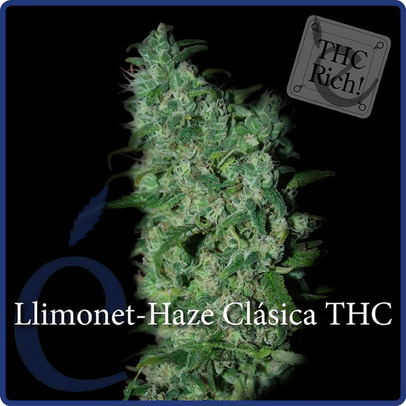 Llimonet Haze THC - Elite Seeds - feminisierte Samen