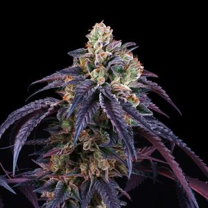 Loukoum - Perfect Tree - feminisierte Samen