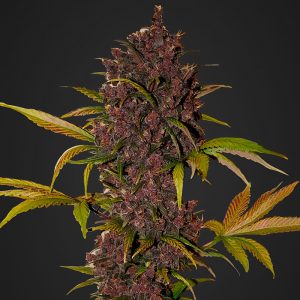 LSD-25 Auto - FastBuds - Autoflowering Samen