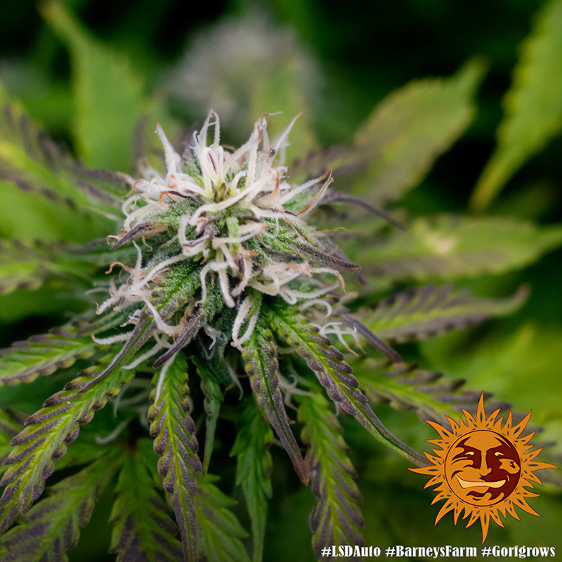 LSD Auto autoflowering Cannabissamen, Ansicht 2