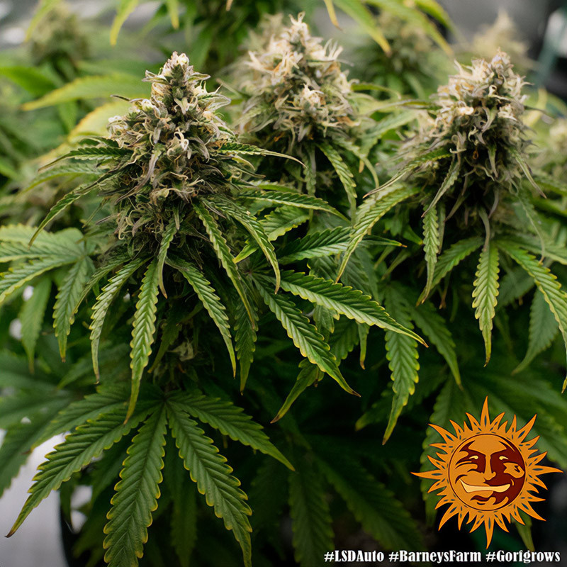 LSD Auto autoflowering Cannabissamen, Ansicht 3