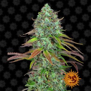 LSD Auto - Barney's Farm - Autoflowering Samen