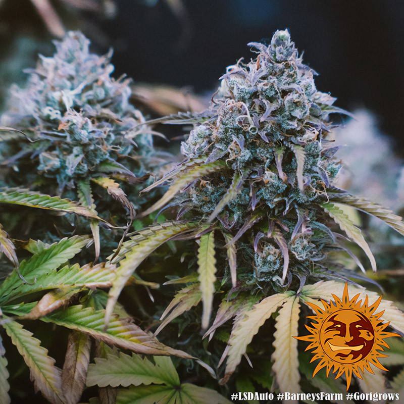 LSD Auto autoflowering Cannabissamen, Ansicht 4