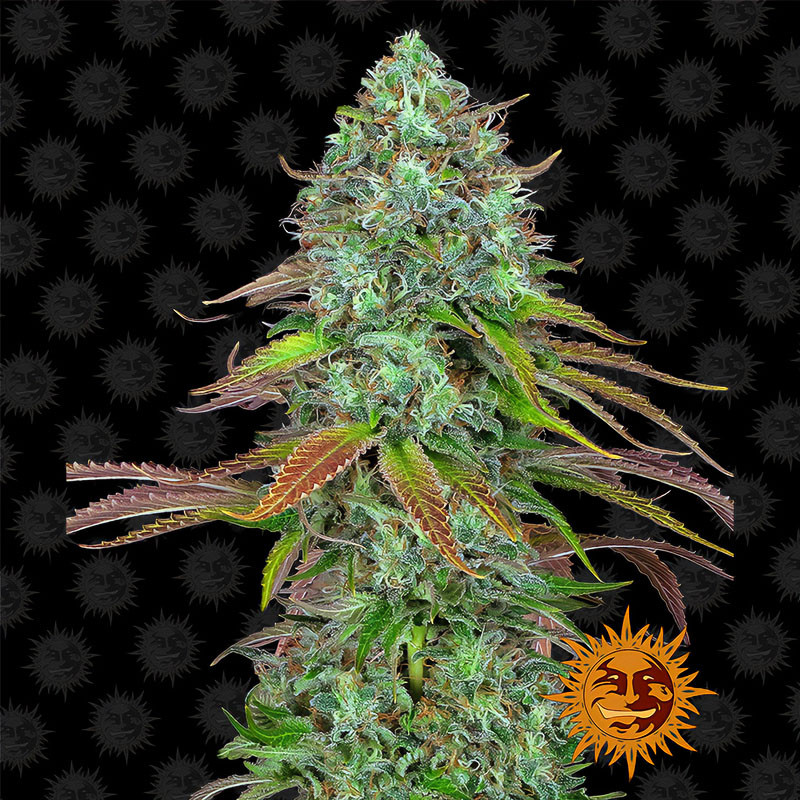 LSD Auto - Barney's Farm - Autoflowering Samen