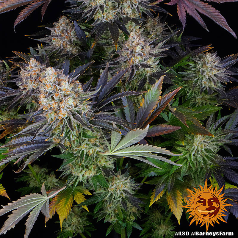 LSD feminisierte Cannabissamen, Ansicht 5