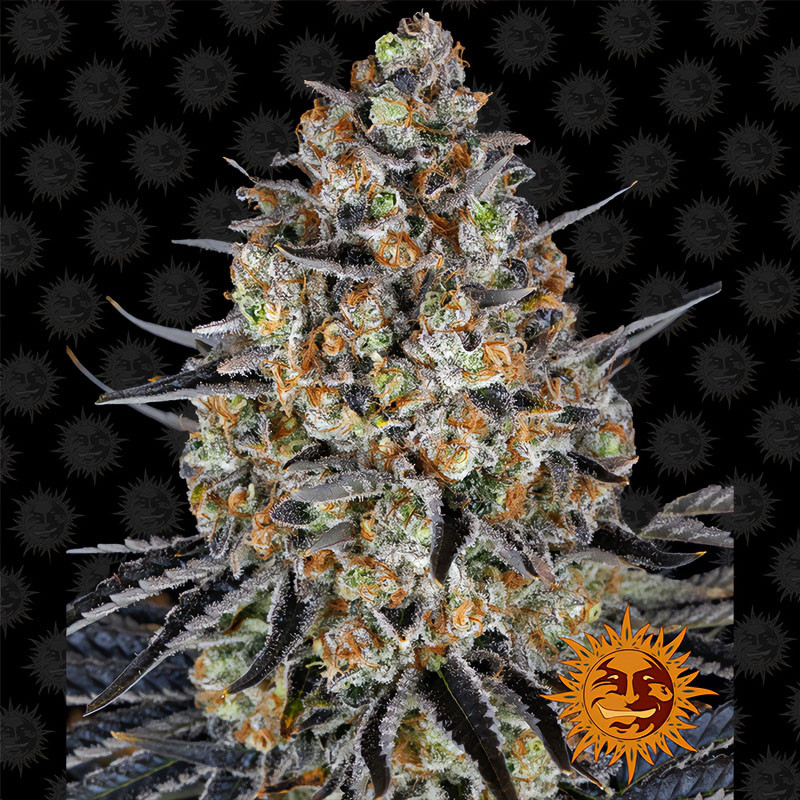 LSD - Barney's Farm - feminisierte Samen