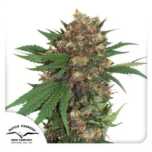 Master Kush - Dutch Passion - feminisierte Samen