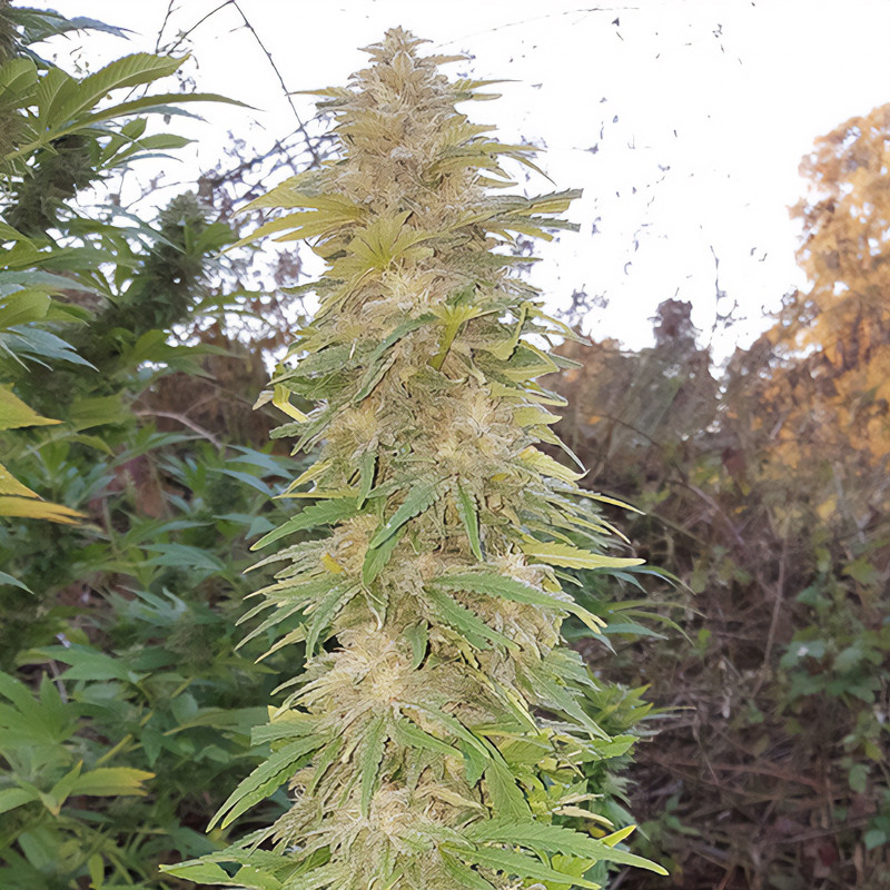 Mazar feminisierte Cannabissamen, Ansicht 2