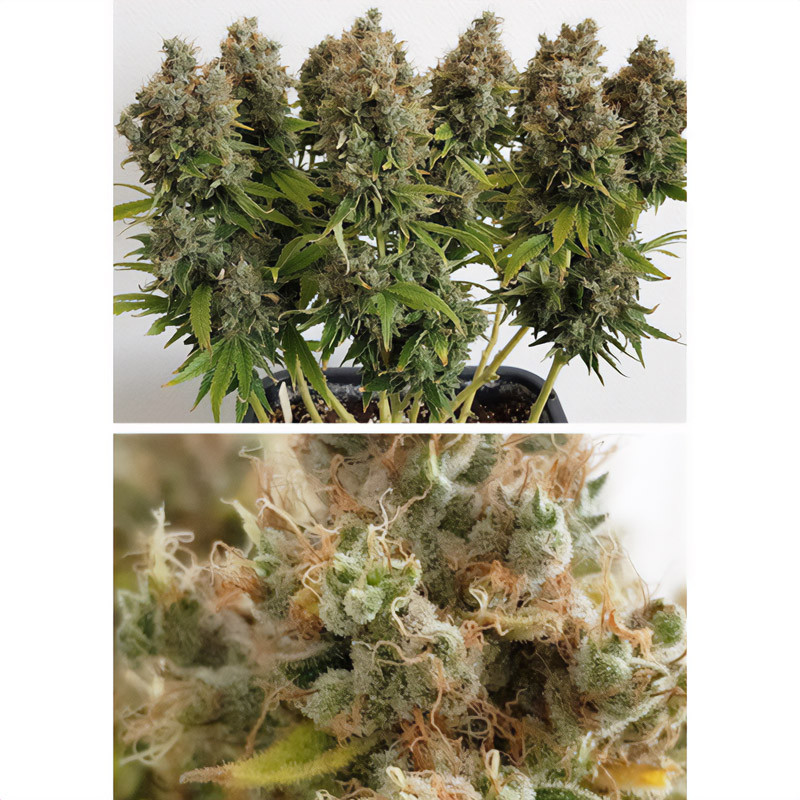 Mazar feminisierte Cannabissamen, Ansicht 3