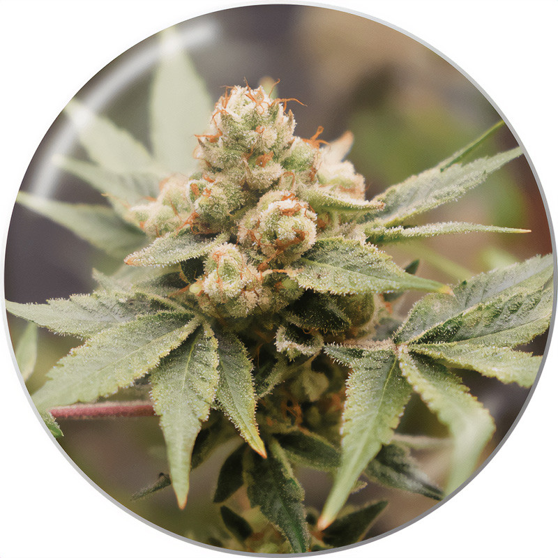 Medical Grape CBD - Medical Seeds - Samen