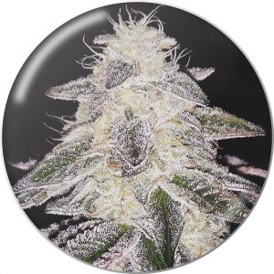 Medical Runntz - Medical Seeds - feminisierte Samen