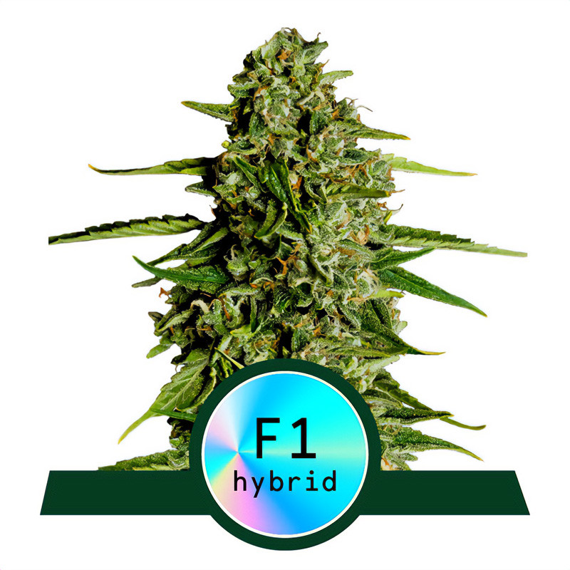 Medusa F1 - Royal Queen Seeds - Autoflowering Samen