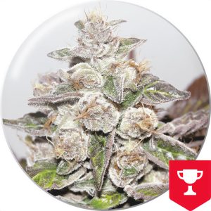 Mendocino Purple Kush - Medical Seeds - feminisierte Samen