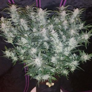 Mexican Airlines Auto - FastBuds - Autoflowering Samen