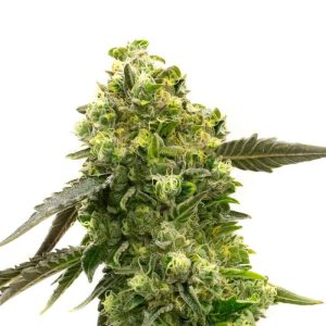 Mexican Haze feminisierte Cannabissamen kaufen