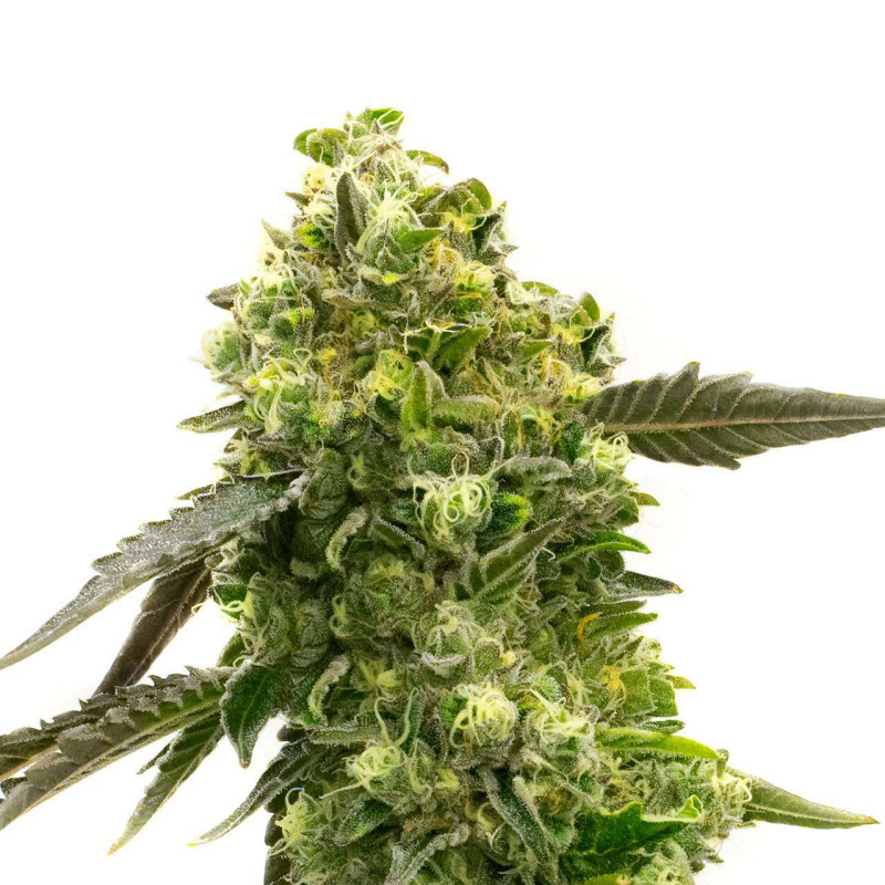 Mexican Haze feminisierte Cannabissamen kaufen