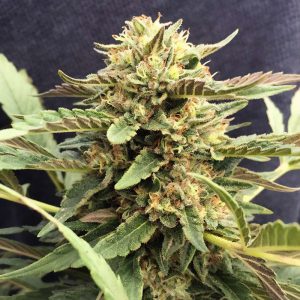 Midas CBD CBD Cannabissamen kaufen