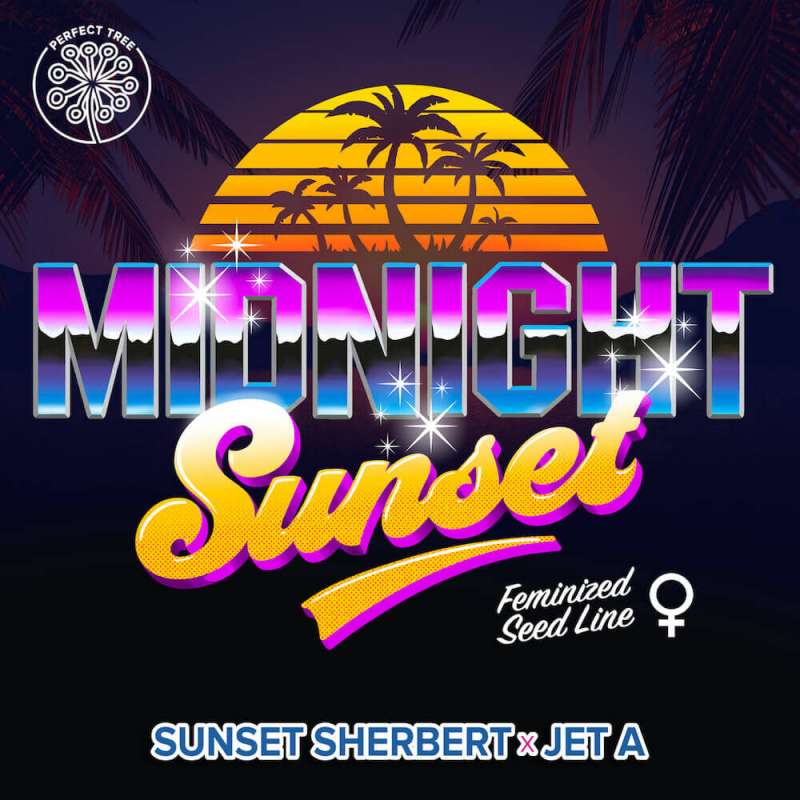 Midnight Sunset feminisierte Cannabissamen, Ansicht 2