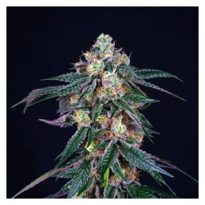 Midnight Sunset - Perfect Tree - feminisierte Samen