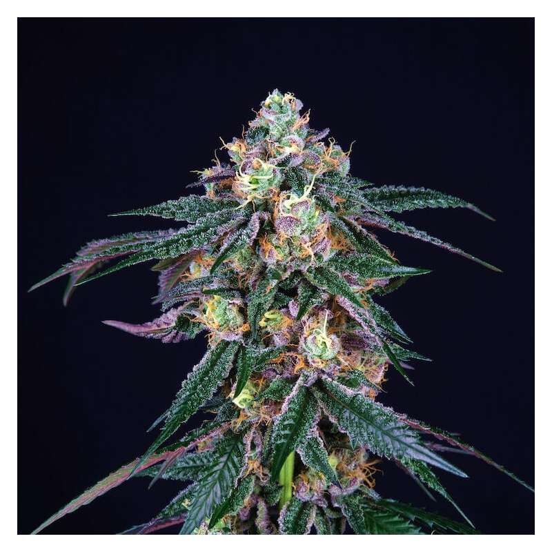 Midnight Sunset - Perfect Tree - feminisierte Samen