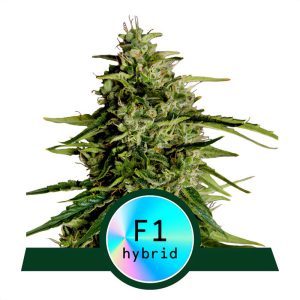 Milky Way F1 - Royal Queen Seeds - Autoflowering Samen