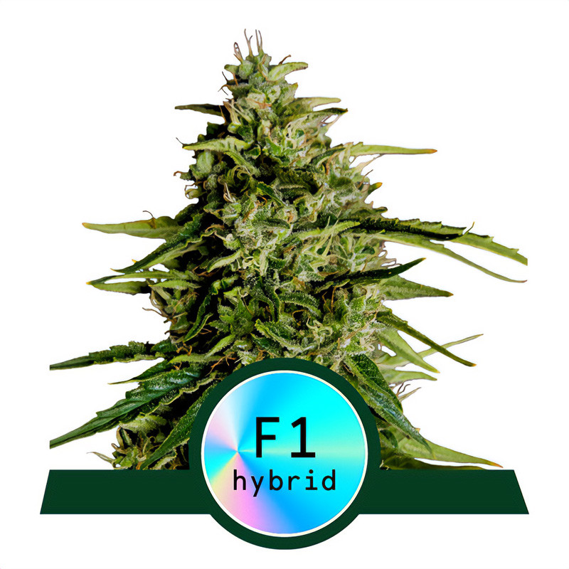 Milky Way F1 - Royal Queen Seeds - Autoflowering Samen