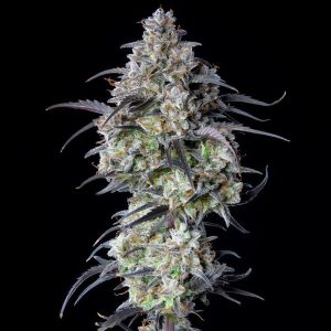 Mimosa Cake Auto - FastBuds - Autoflowering Samen