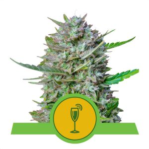 Mimosa - Royal Queen Seeds - Autoflowering Samen