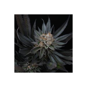 Mimozz - Perfect Tree - feminisierte Samen