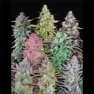 Mix Pack Auto - FastBuds - Autoflowering Samen