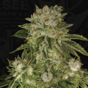 Mk-Ultra Kush - TH Seeds - feminisierte Samen