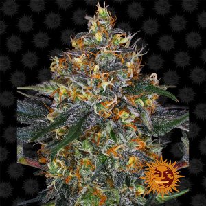 Moby Dick Auto - Barney's Farm - Autoflowering Samen