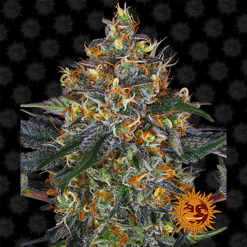 Moby Dick Auto - Barney's Farm - Autoflowering Samen