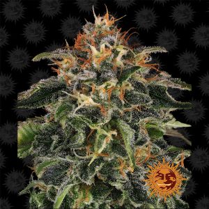 Moby Dick - Barney's Farm - feminisierte Samen