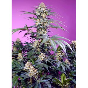 Monster Maker - Sweet Seeds - feminisierte Samen