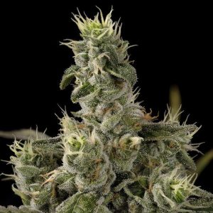 Nicole Kush - Garden of Green - feminisierte Samen