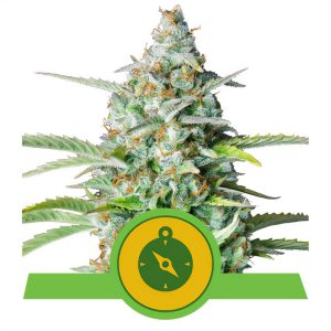 Northern Light - Royal Queen Seeds - Autoflowering Samen