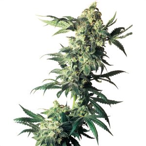 Northern Lights - Sensi Seeds - feminisierte Samen