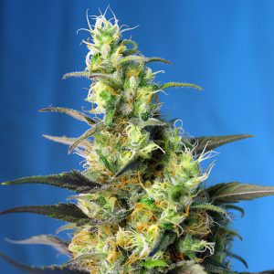 NYC Diesel CBD - Sweet Seeds - Samen