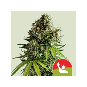 NYC Sour D - Royal Queen Seeds - Autoflowering Samen